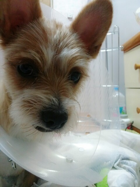 ' 우리 '체리아이수술 했습니다.