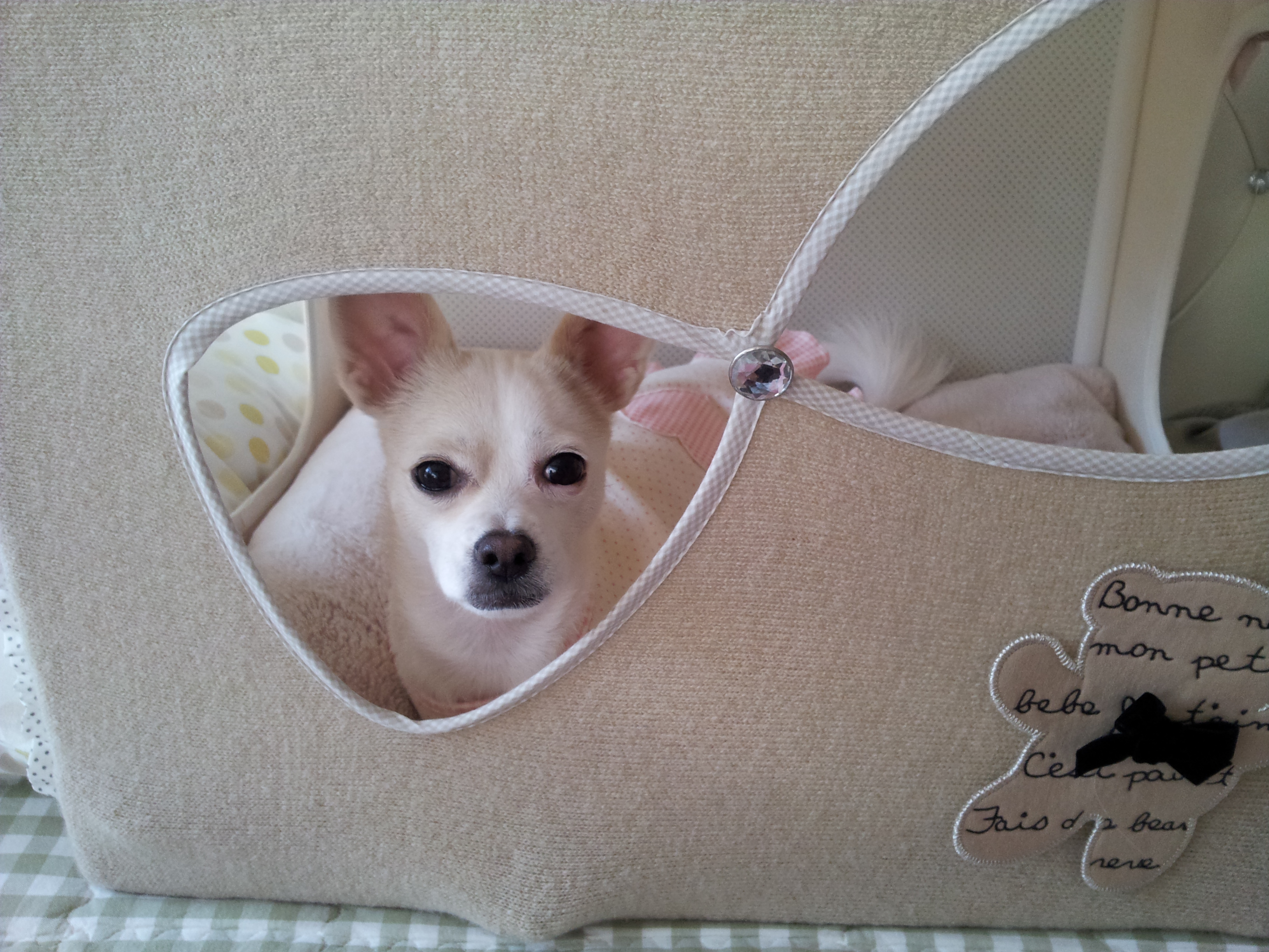 제나,티나,빛나