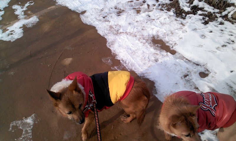 태양이, 담비의 겨울산책 1