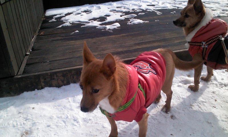 태양이, 담비의 겨울산책 1