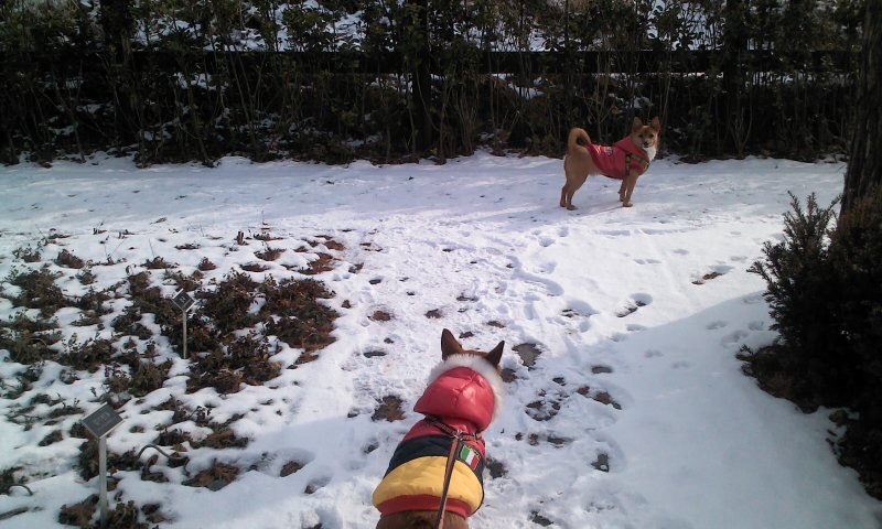 태양이, 담비의 겨울산책 1