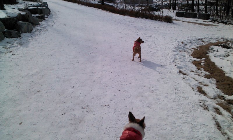 태양이, 담비의 겨울산책 1