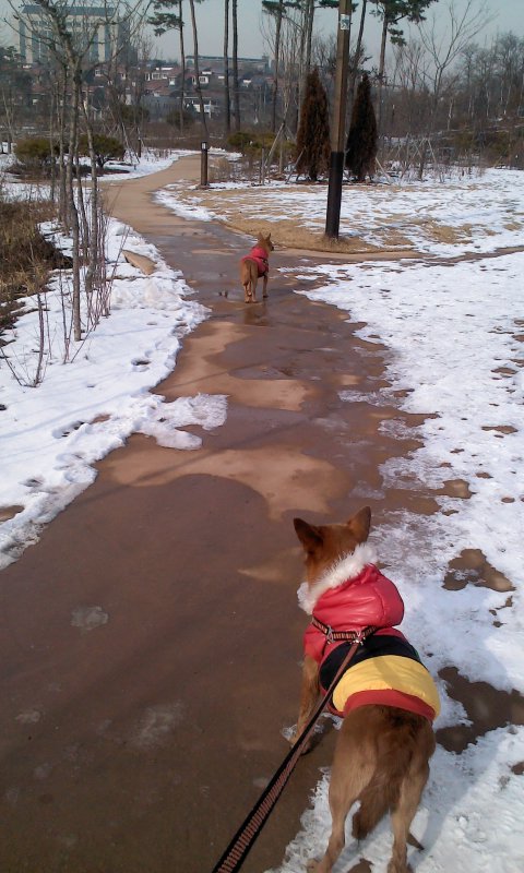 태양이, 담비의 겨울산책 2