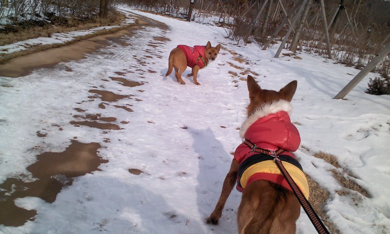 태양이, 담비의 겨울산책 2