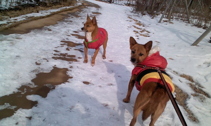 태양이, 담비의 겨울산책 2