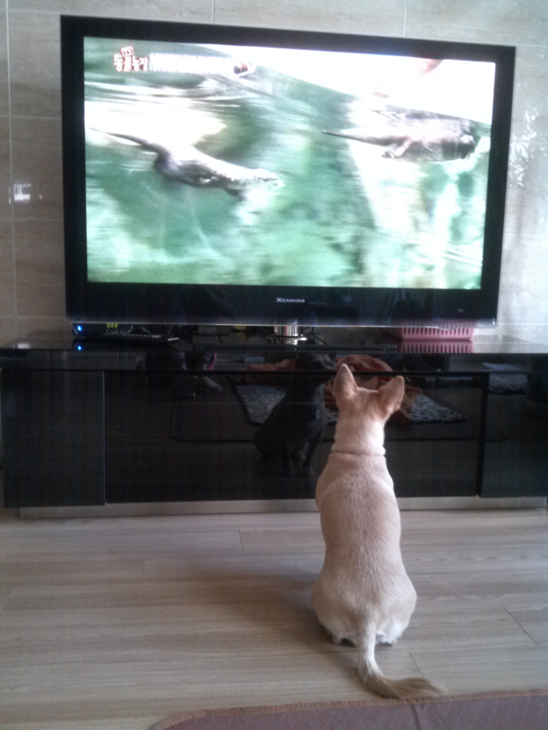 엄지공주의 일상들