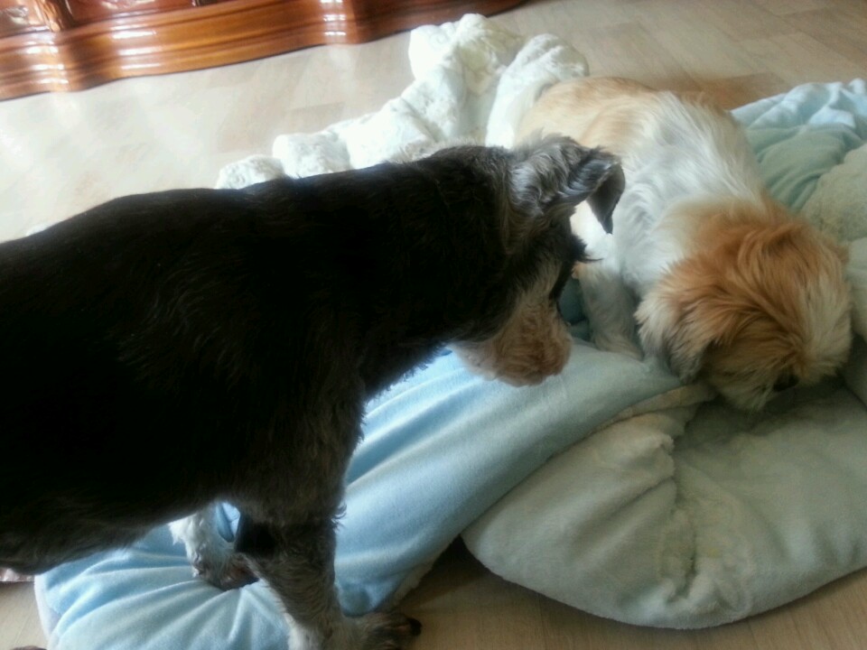 모모와 똑똑이의 공동해체 작업