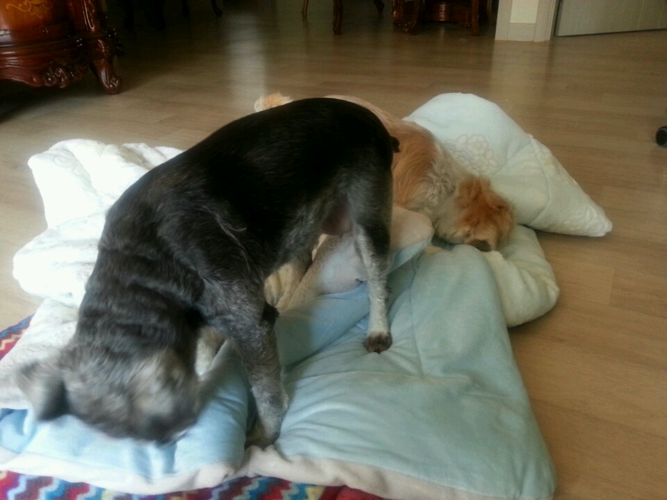 모모와 똑똑이의 공동해체 작업