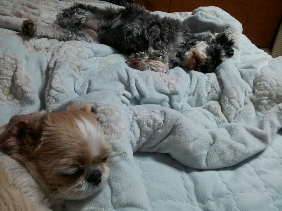 모모와 똑똑이의 공동해체 작업