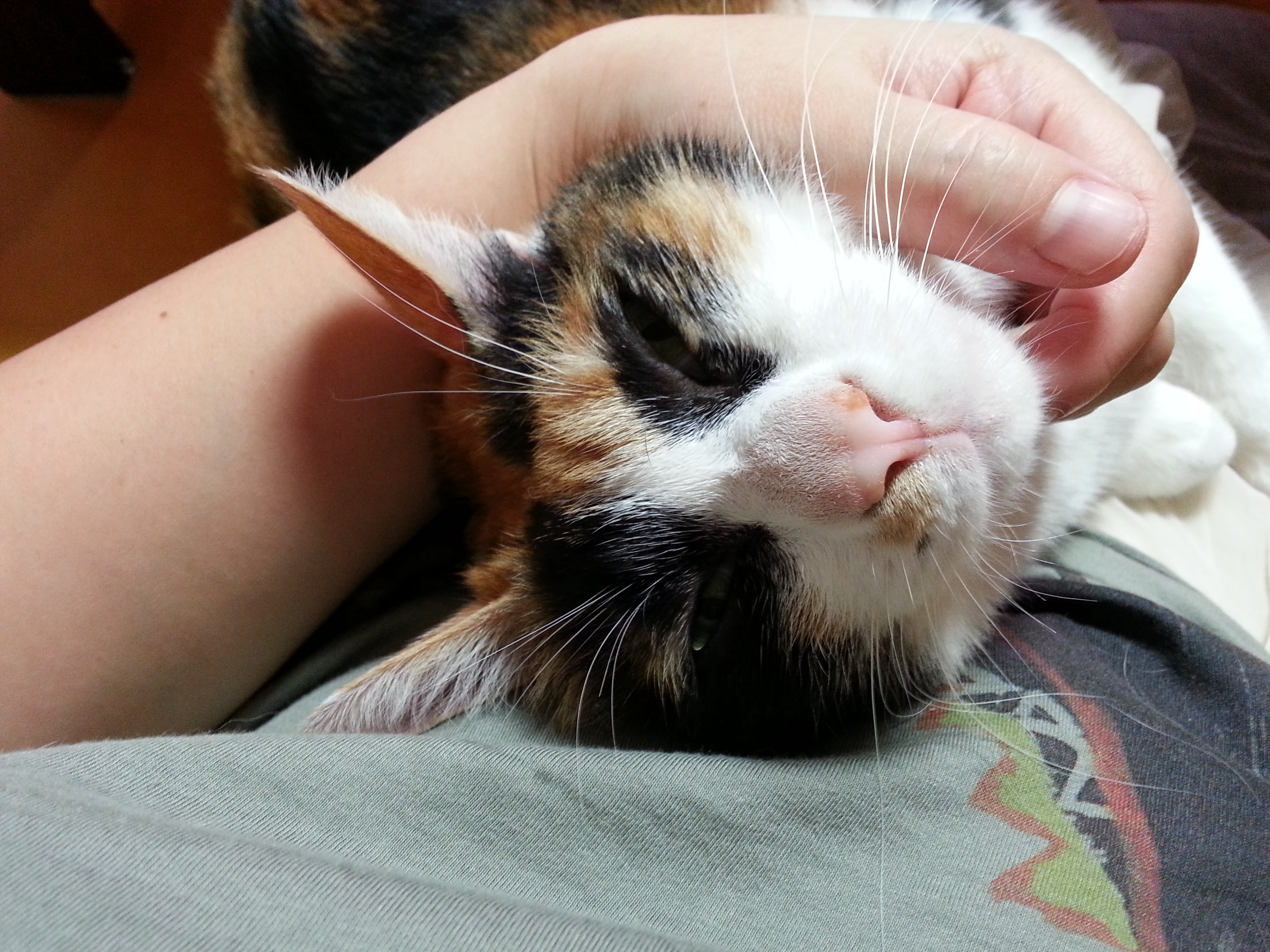 노랑이, 삐용이 소식입니다~~