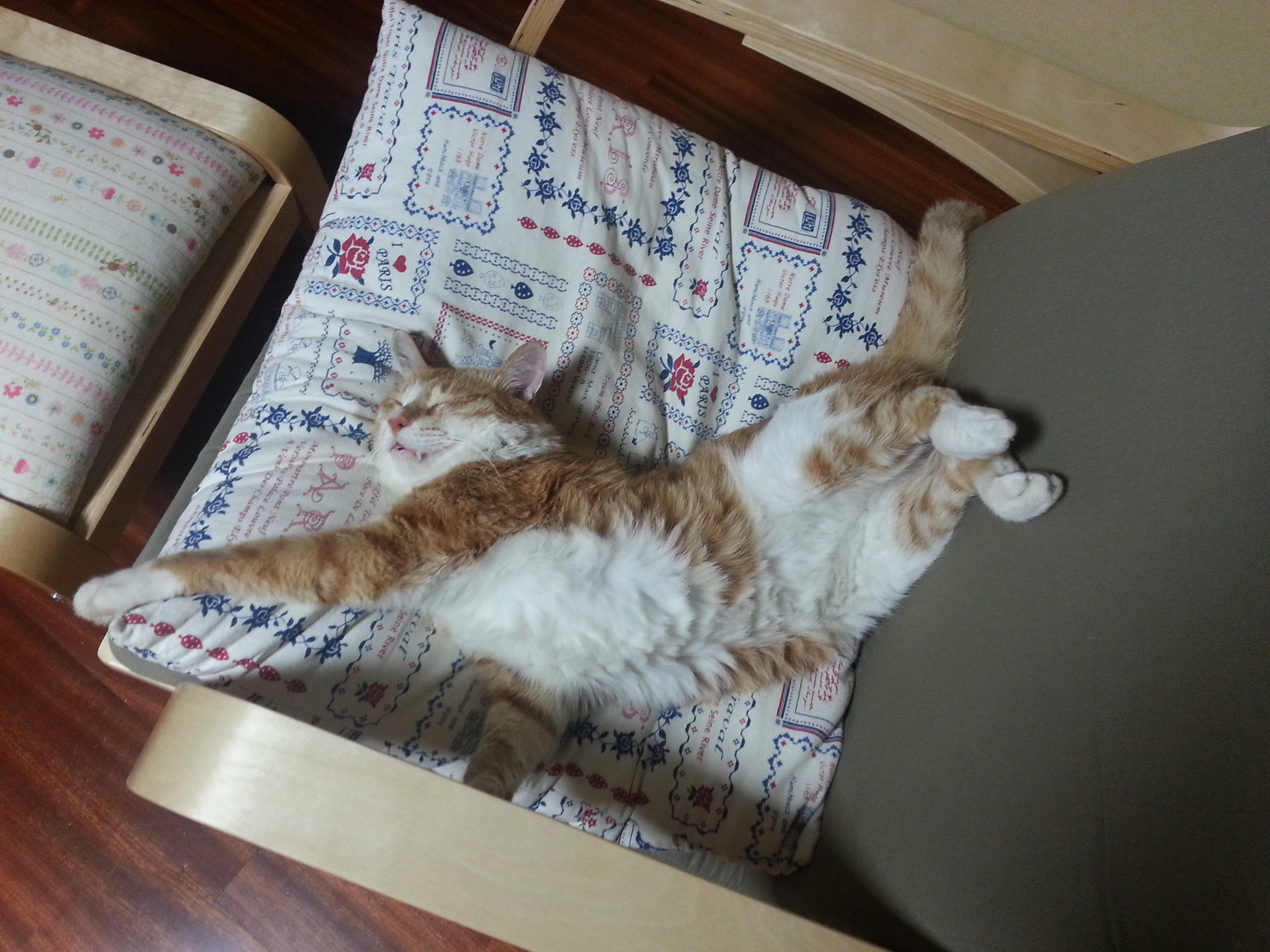 노랑이, 삐용이 소식입니다~~