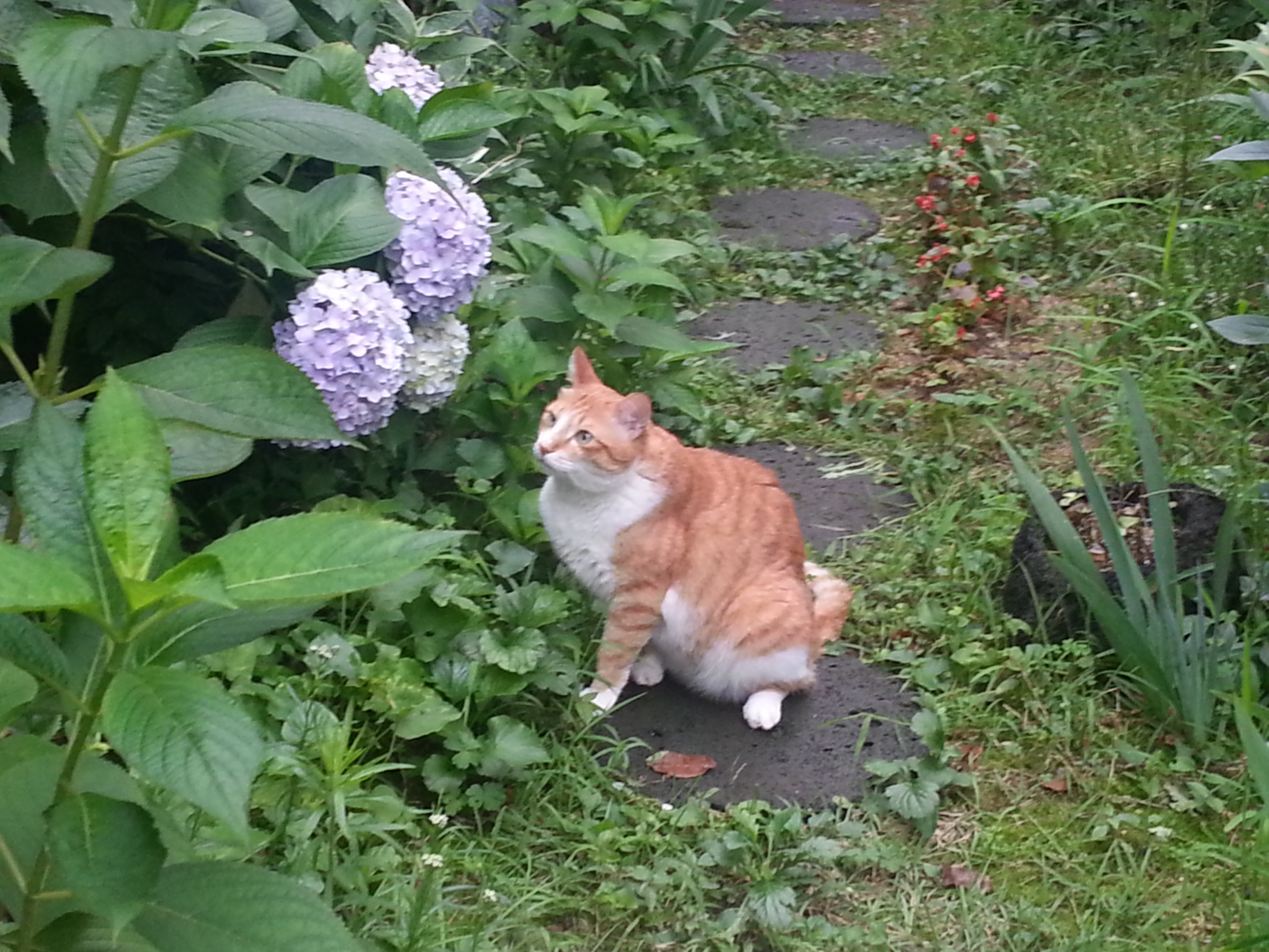 노랑이, 삐용이 소식입니다~~