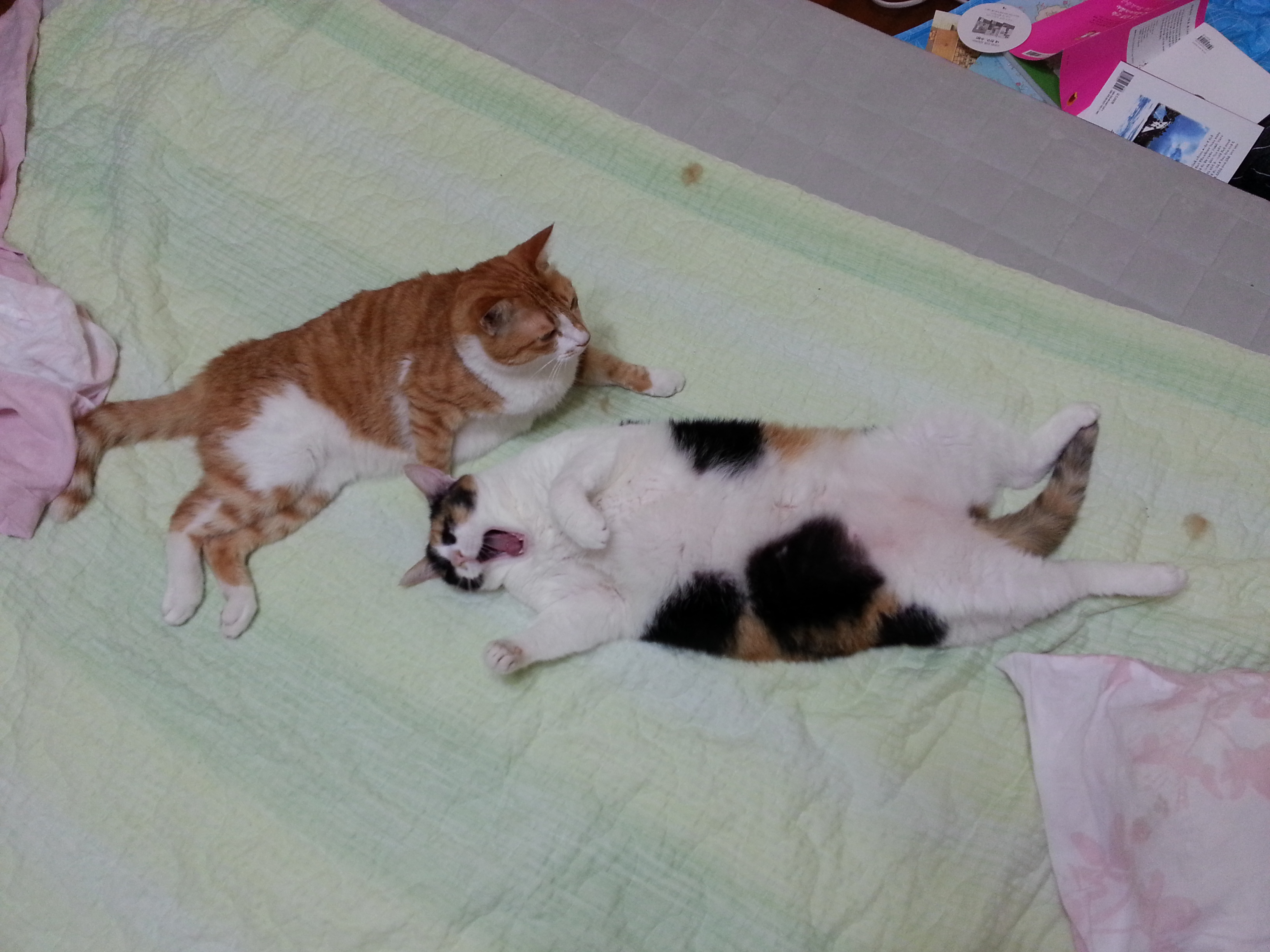 노랑이, 삐용이 소식입니다~~