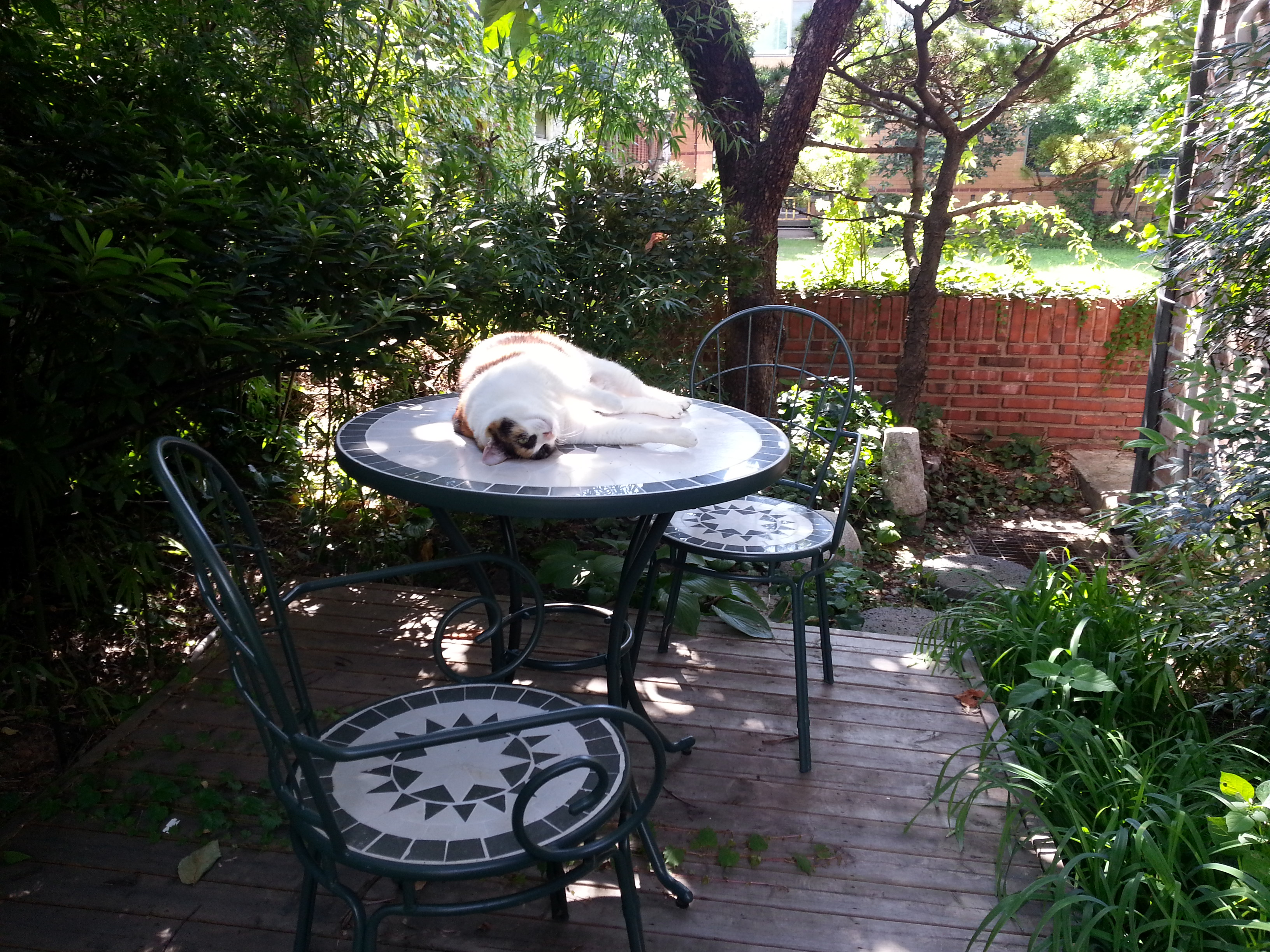 노랑이, 삐용이 소식입니다~~