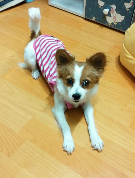 이쁜 콩이 입양후기에요~