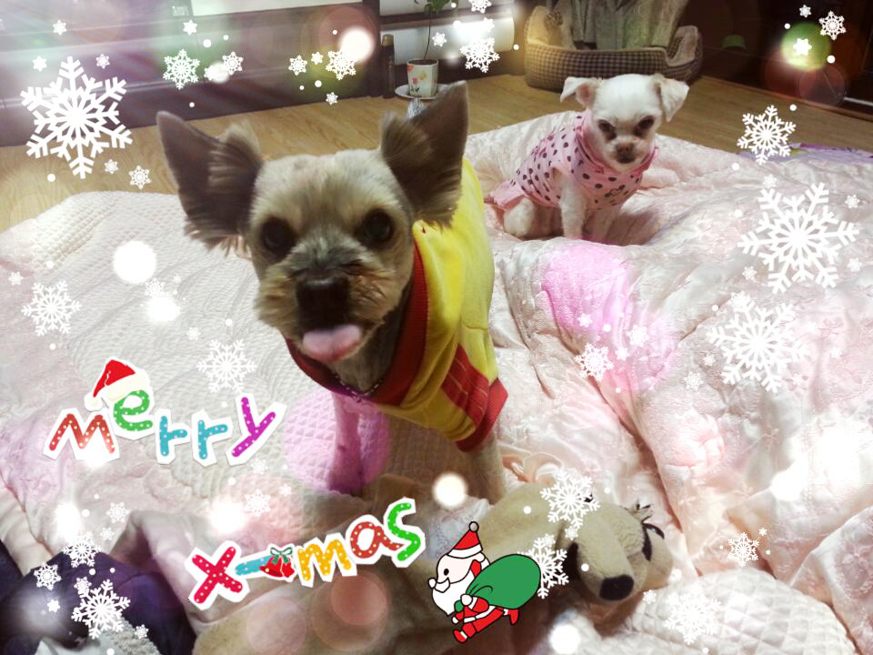 메리크리스마스 되세요~