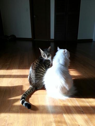 정말 오랜만에, 토비 근황입니다