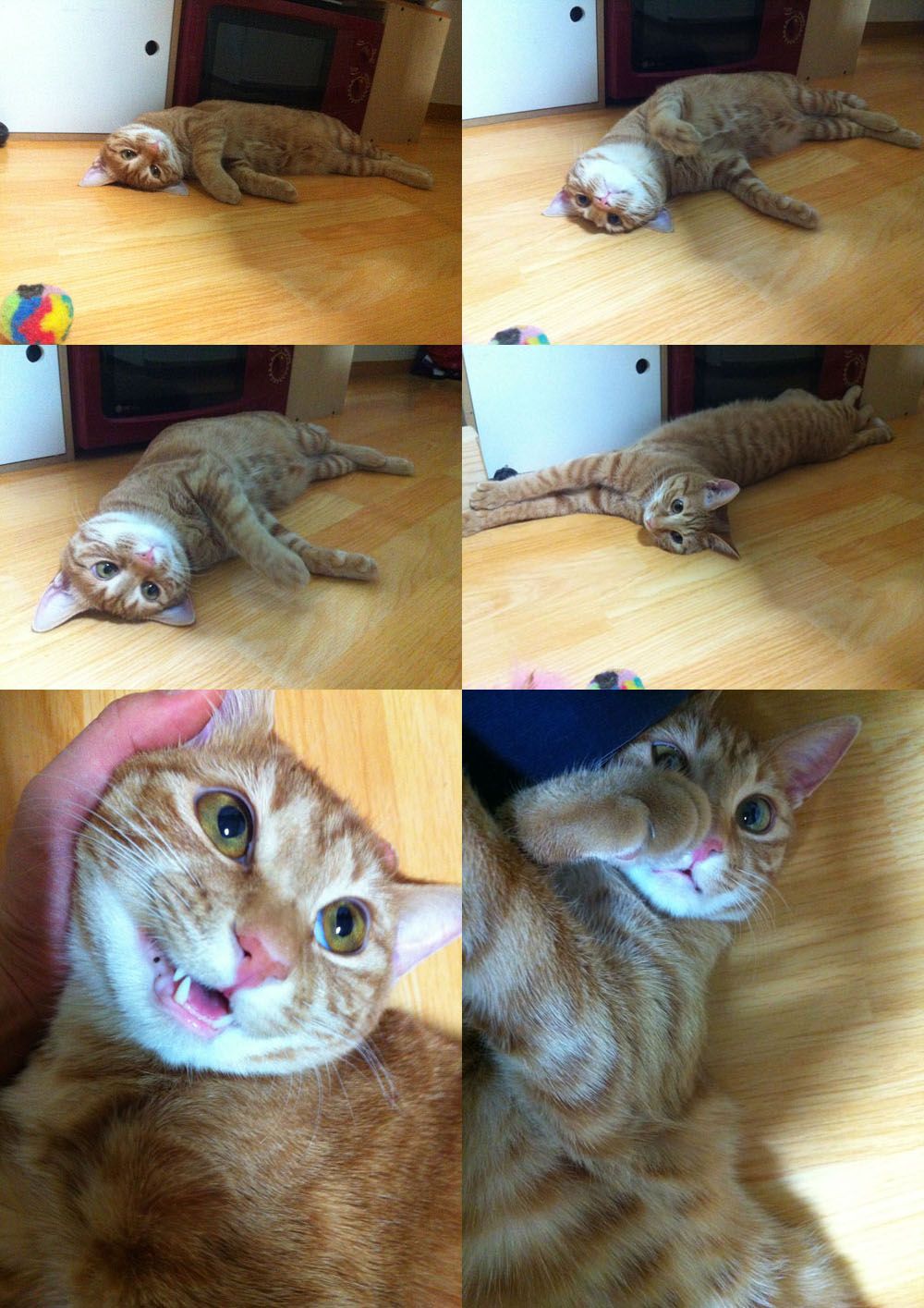 토비의 친남매 한비(장화)와 두비(홍차) ~~ 