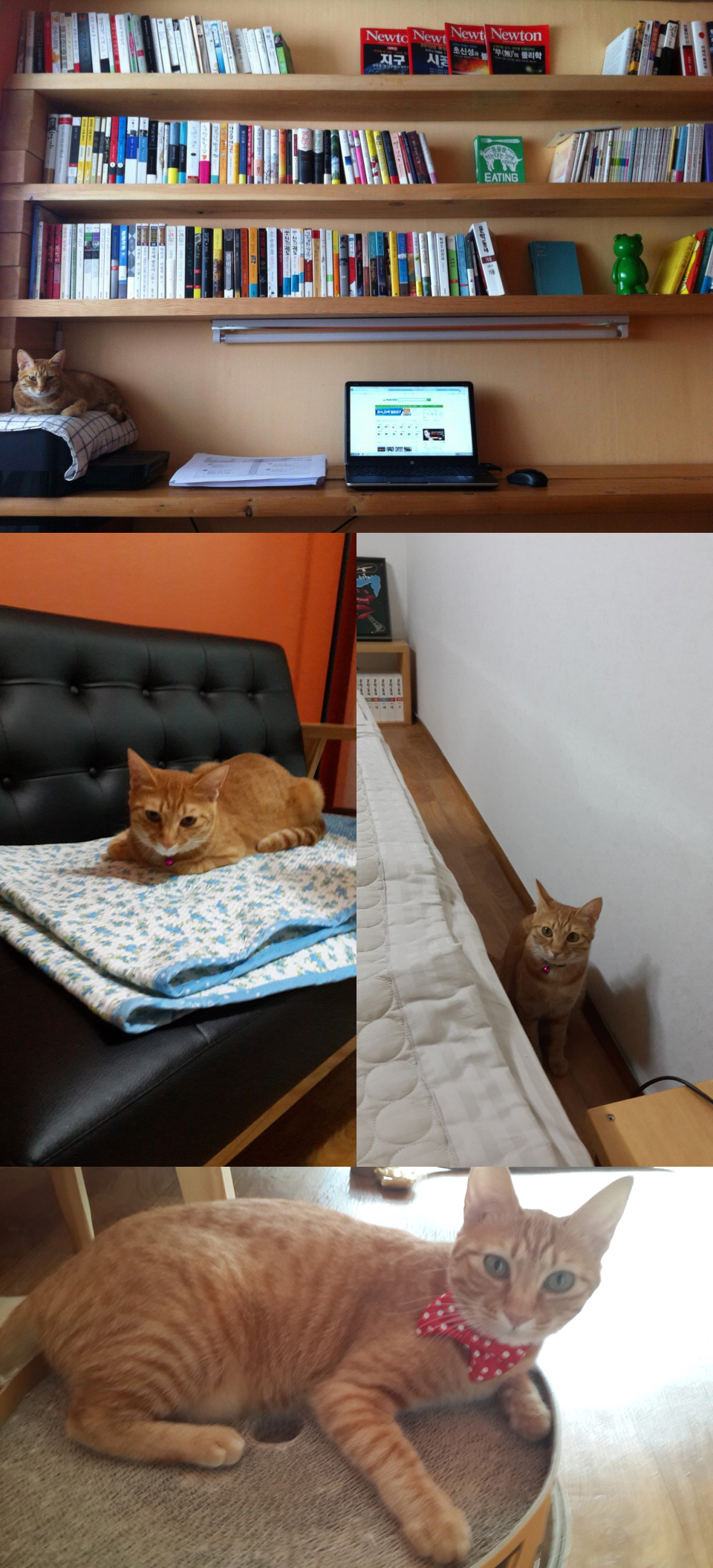 토비의 친남매 한비(장화)와 두비(홍차) ~~ 