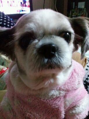 농장시츄 3번을 기억하시나요...