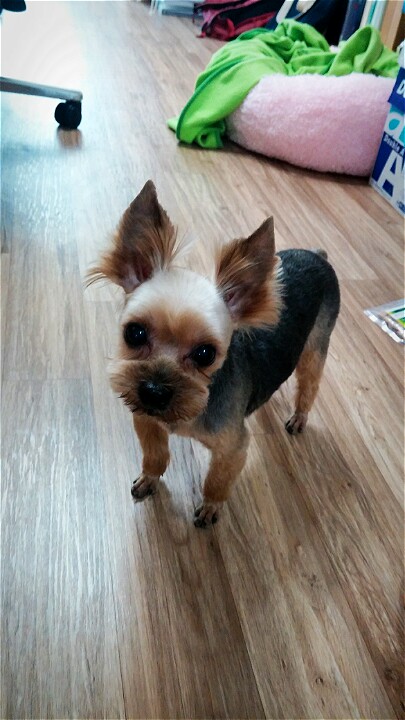 다이어트가 필요한 테리 ㅠㅠ