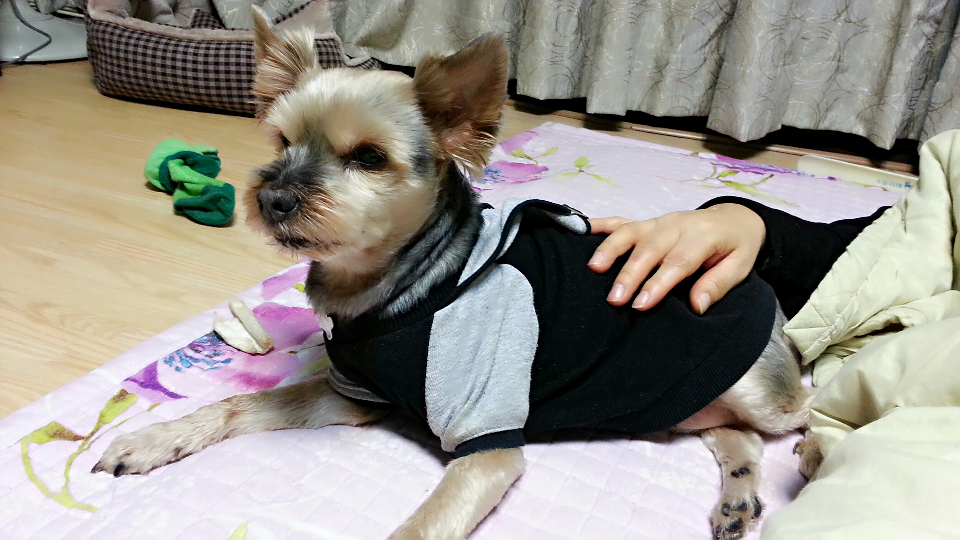 새 옷 입은 설이와 샤넬...