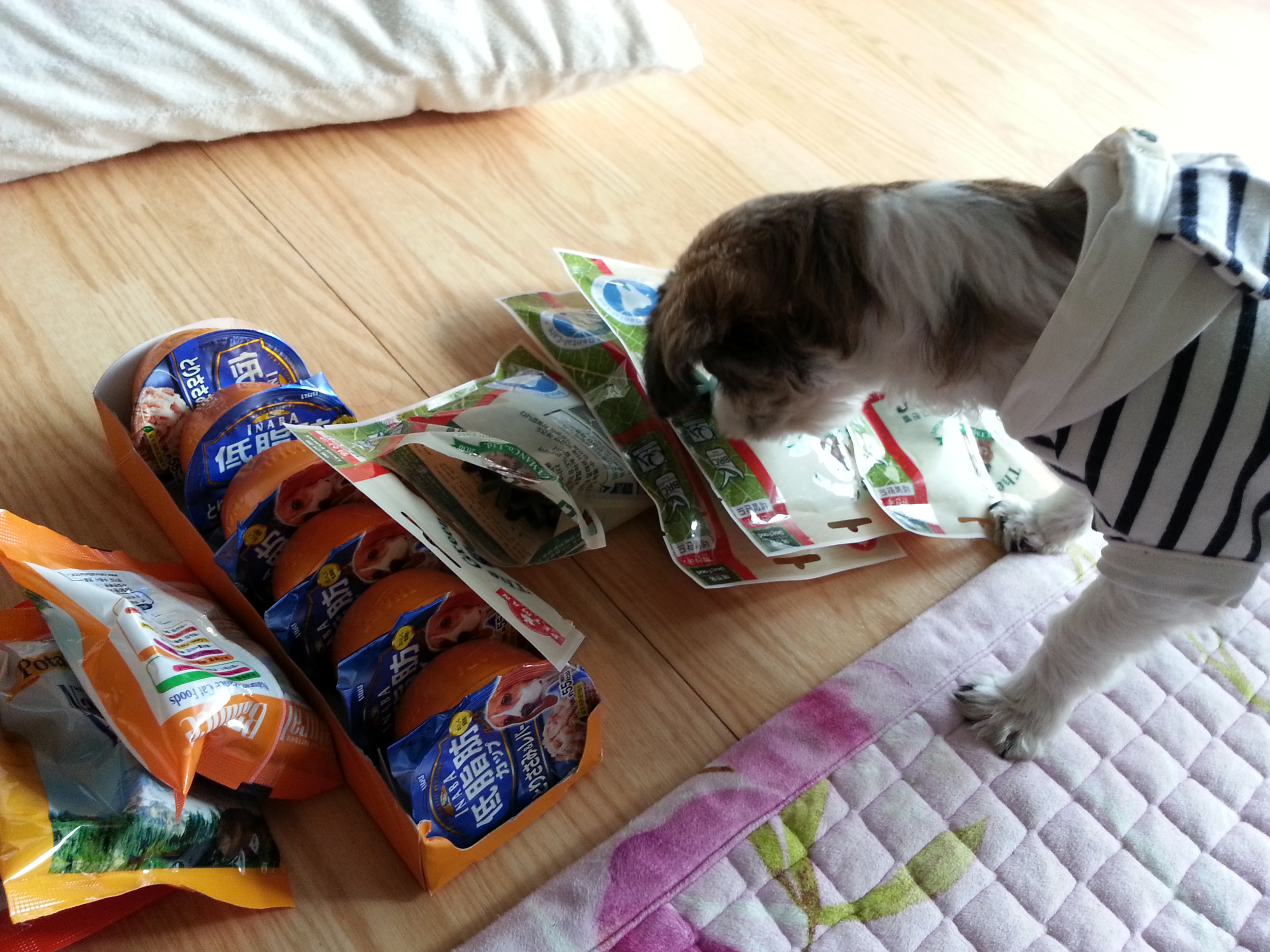 새 옷 입은 설이와 샤넬...