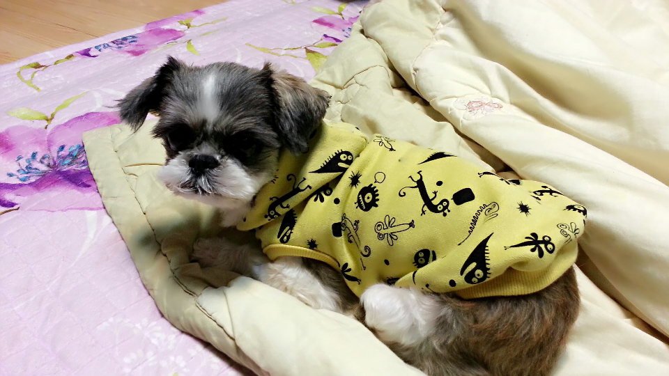 새 옷 입은 설이와 샤넬...