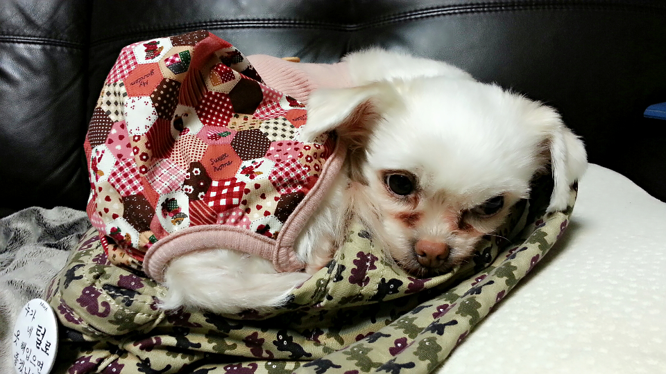 새 옷 입은 설이와 샤넬...