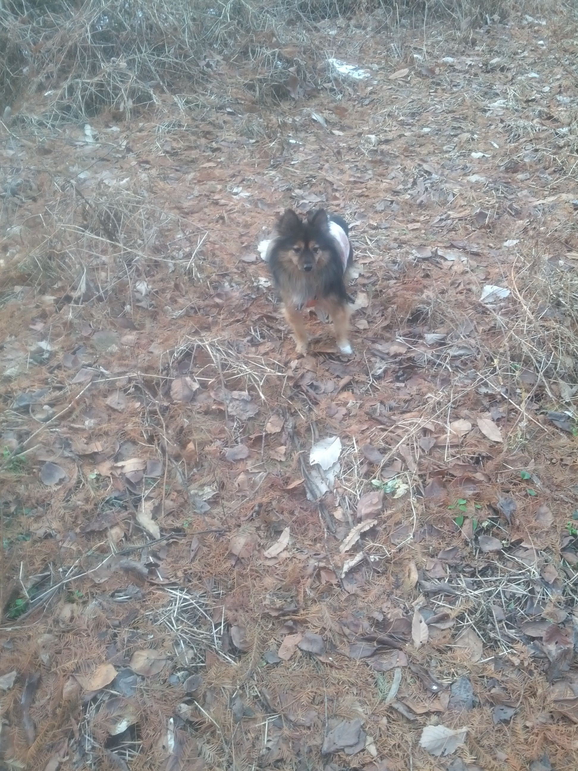숲 속에선 보호색 되는 베를린이에요.