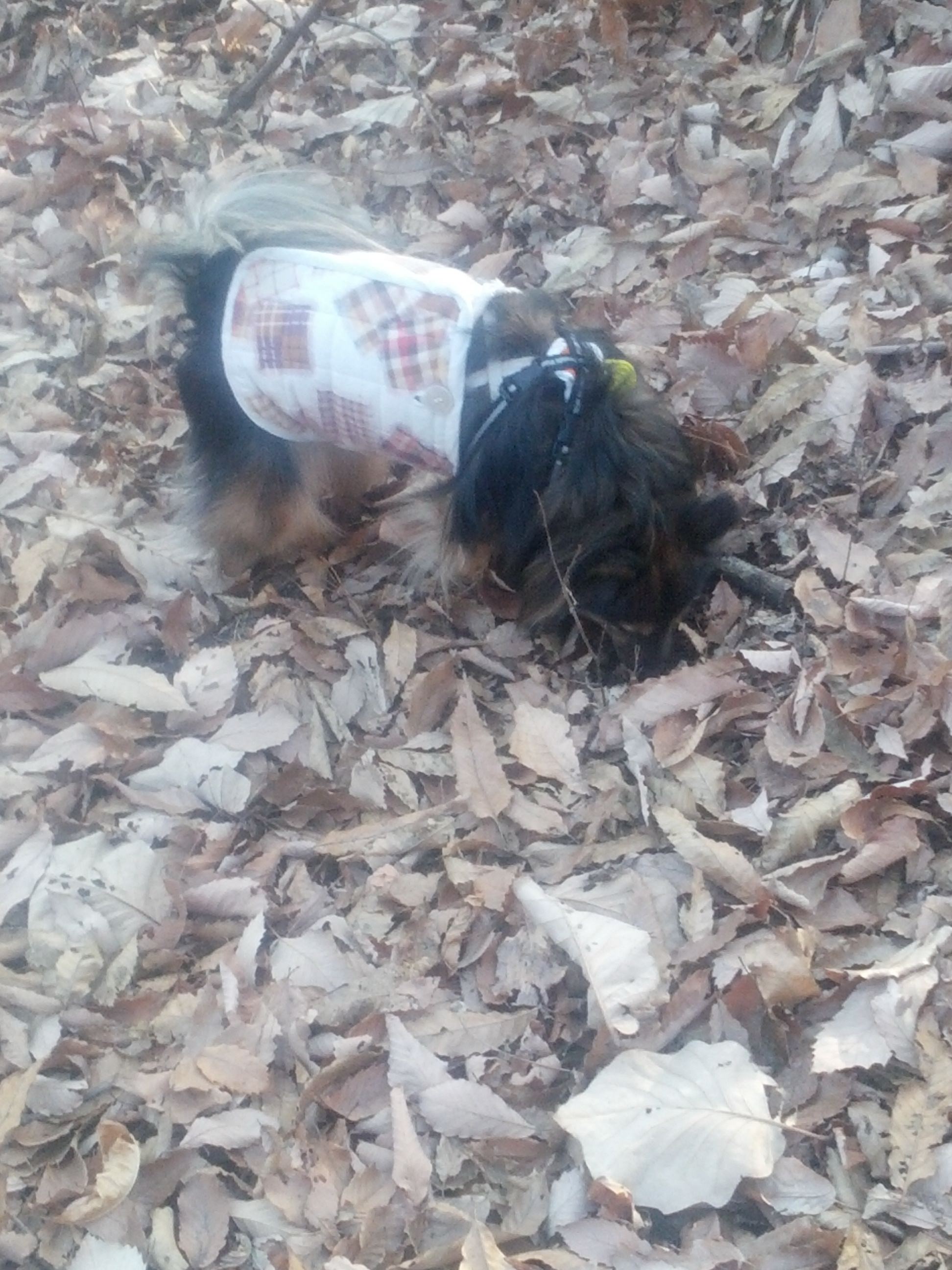 숲 속에선 보호색 되는 베를린이에요.