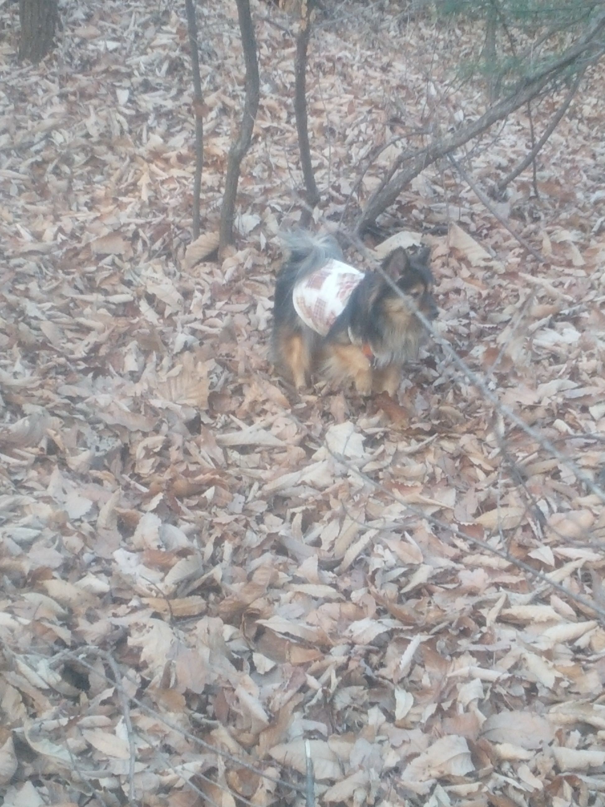 숲 속에선 보호색 되는 베를린이에요.