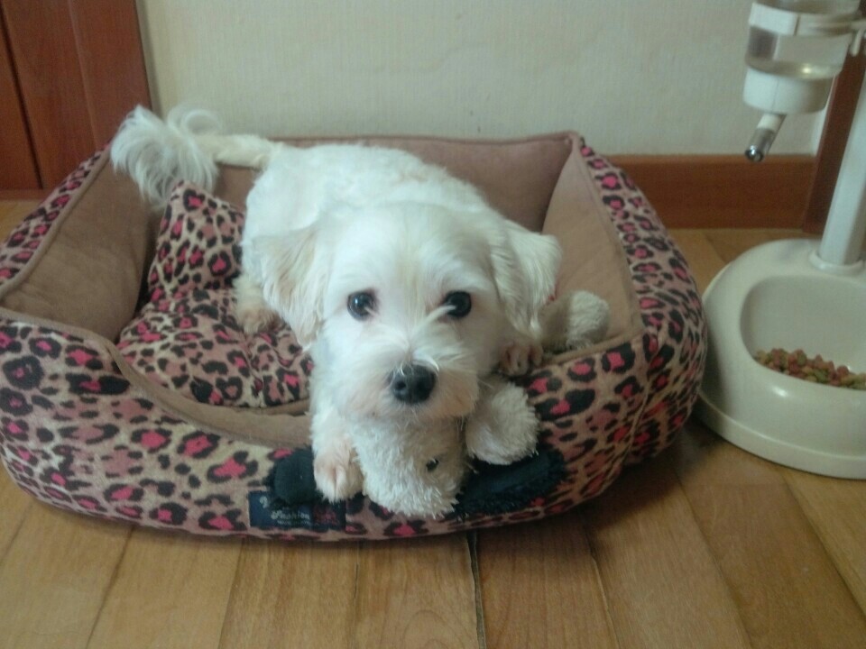 인형같은 윌리엄