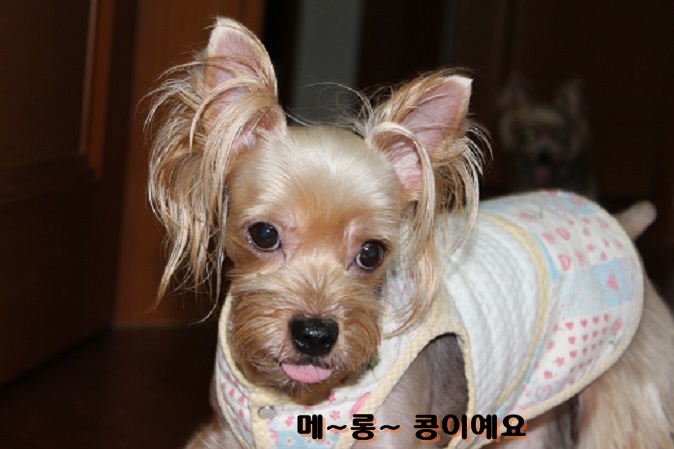 해탈(칸),콩이 가족된지 3년 