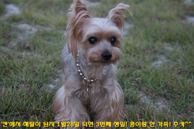 해탈(칸),콩이 가족된지 3년 