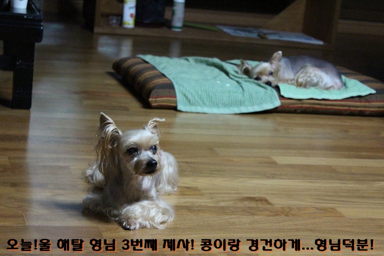 해탈,콩 3번째 가족이야기 계속