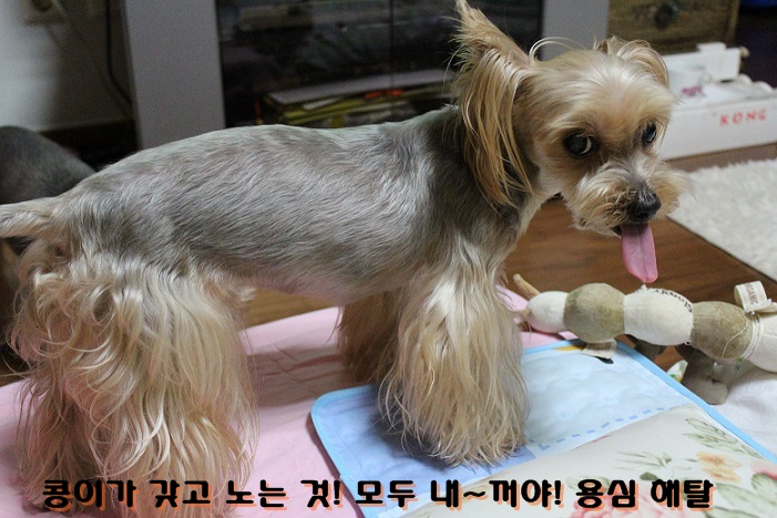 해탈,콩 3번째 가족이야기 계속