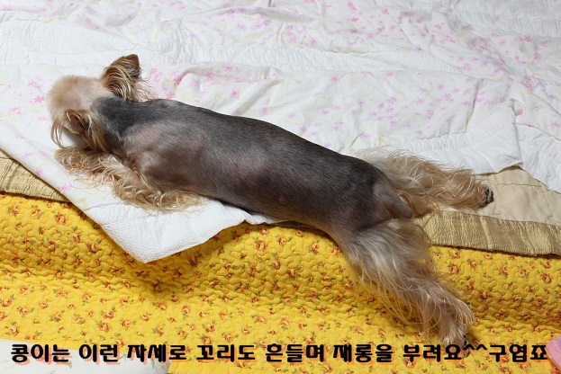 해탈,콩 3번째 가족이야기 계속