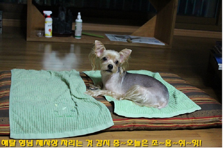 해탈,콩 3번째 가족이야기 계속