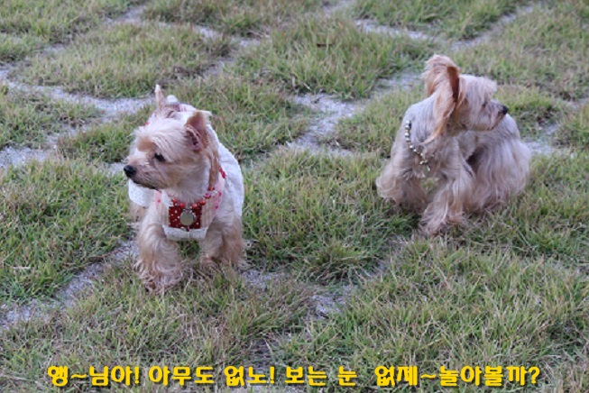 해탈,콩 3번째 가족이야기 계속