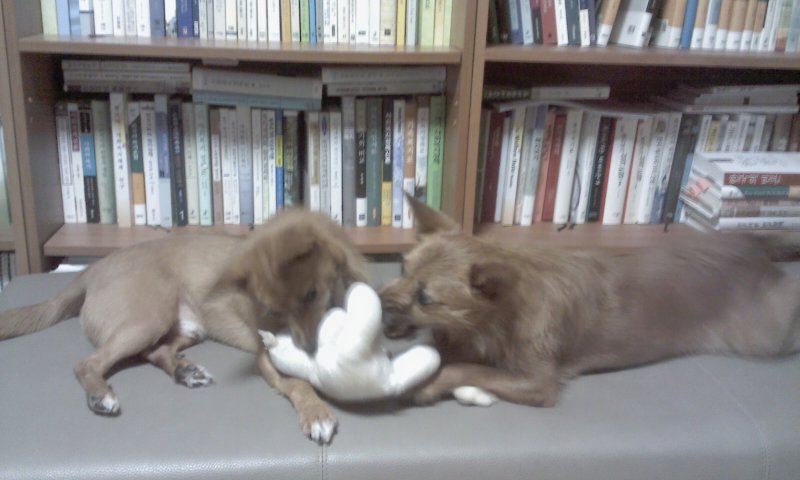 태양이, 담비 엄마의 고민