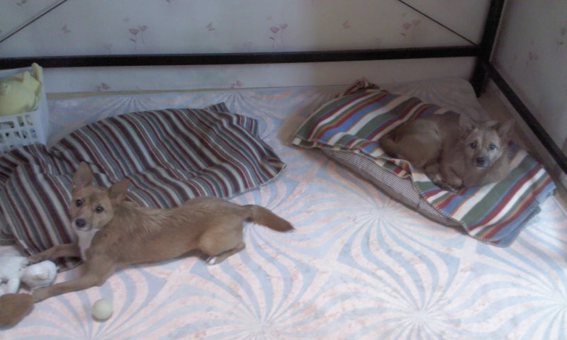 태양이, 담비 엄마의 고민