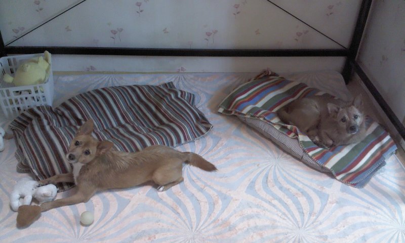 태양이, 담비 엄마의 고민