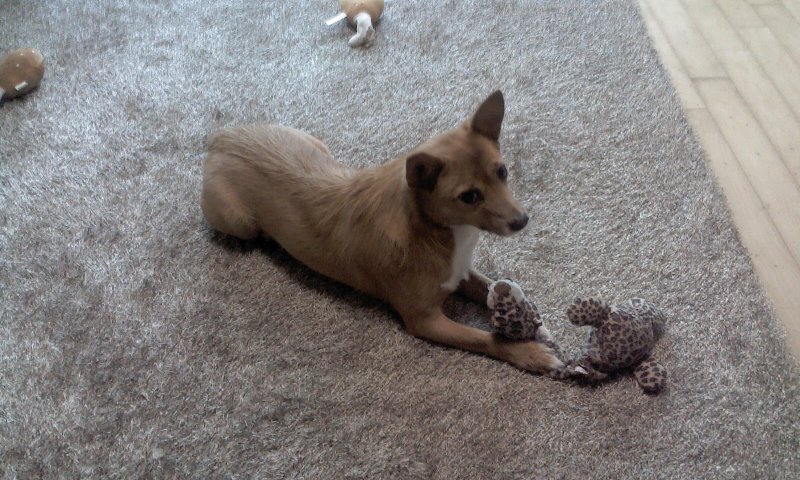 태양이, 담비 엄마의 고민