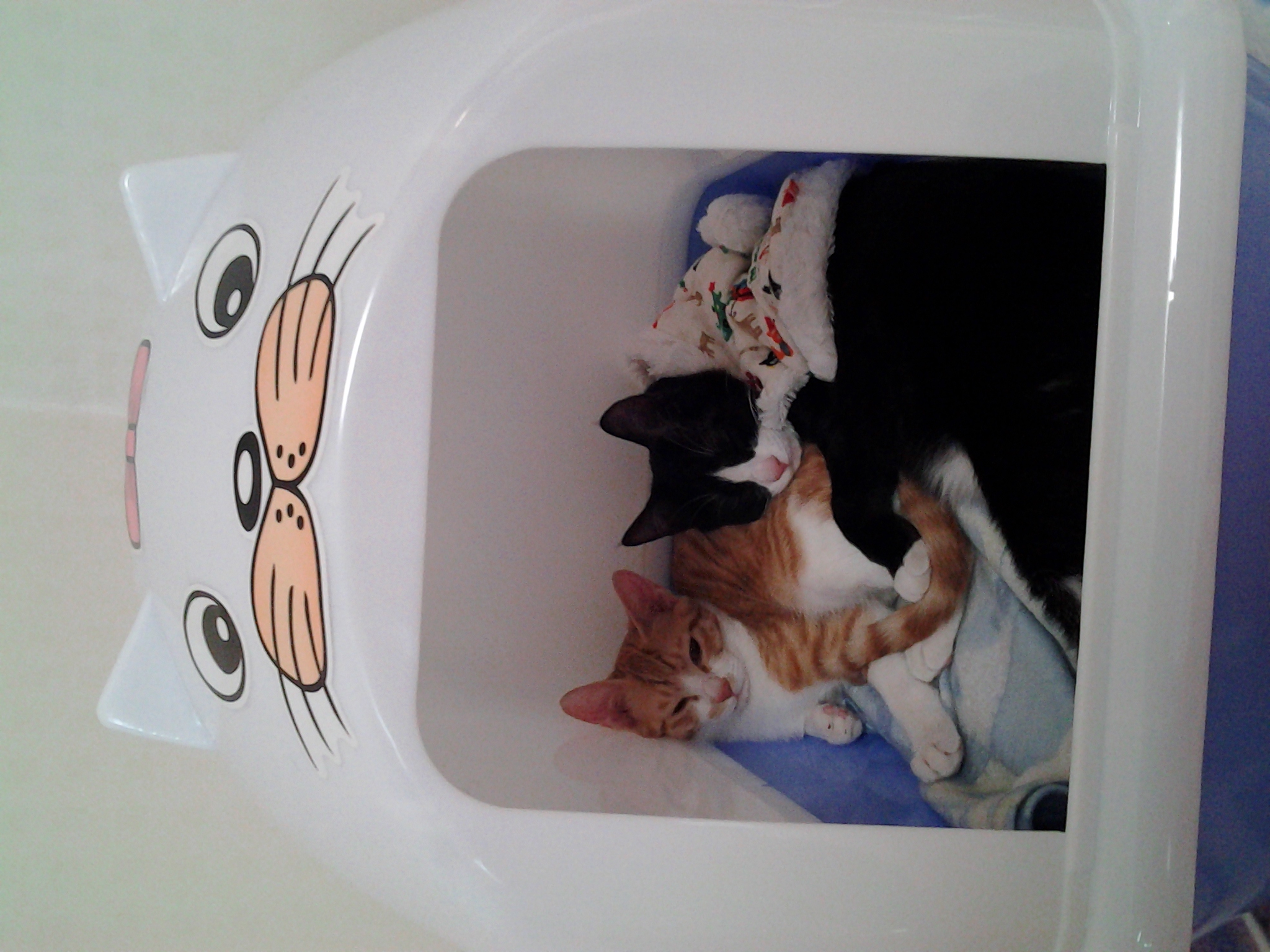 부산지부-사랑이 네뜨 입양왔어요^^