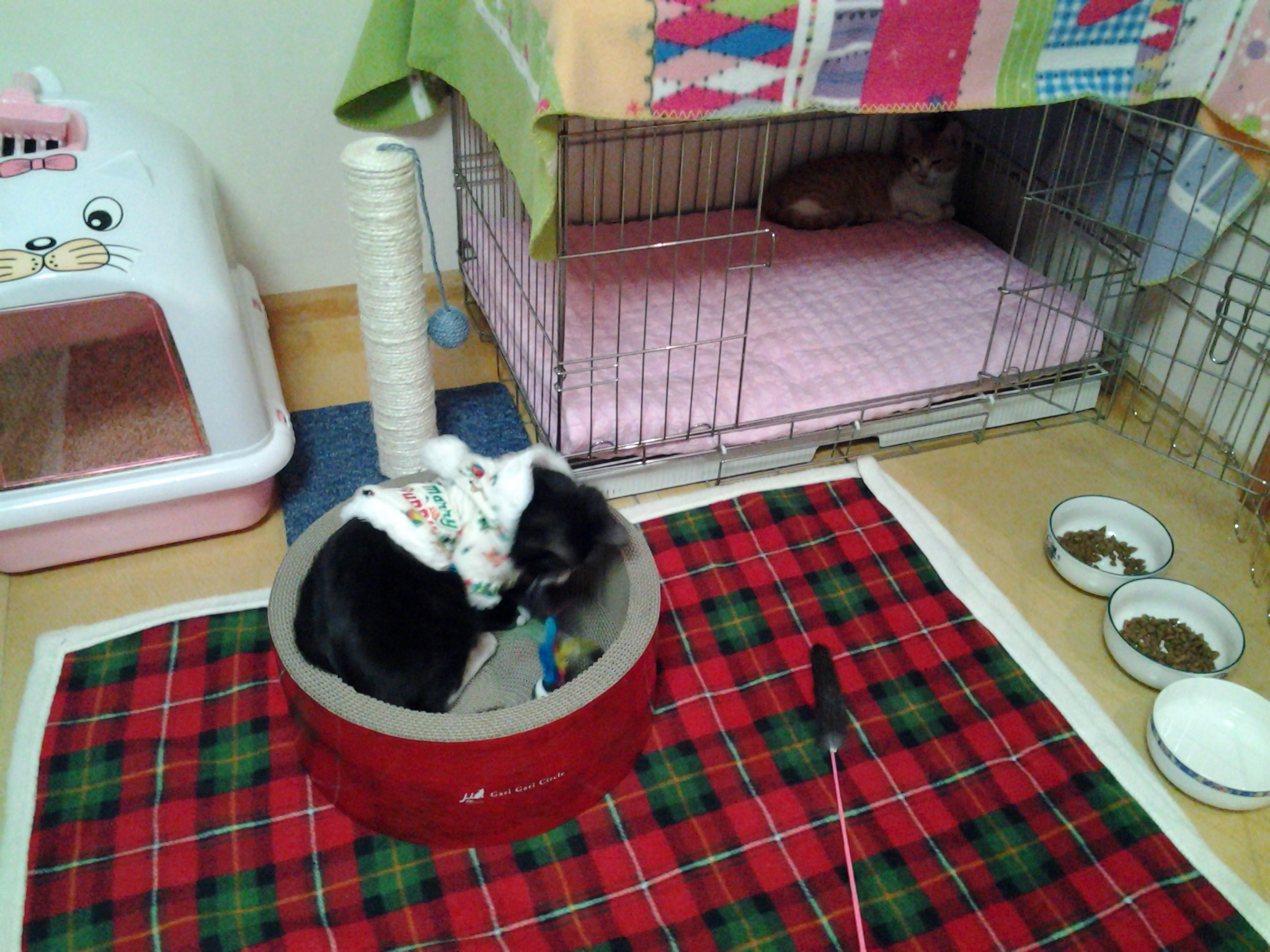 부산지부-사랑이 네뜨 입양왔어요^^