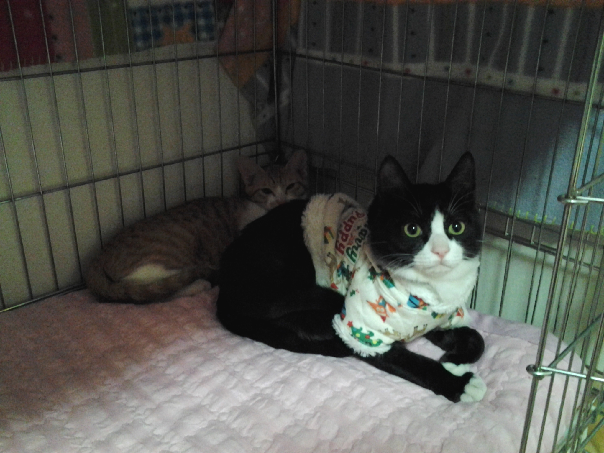 부산지부-사랑이 네뜨 입양왔어요^^