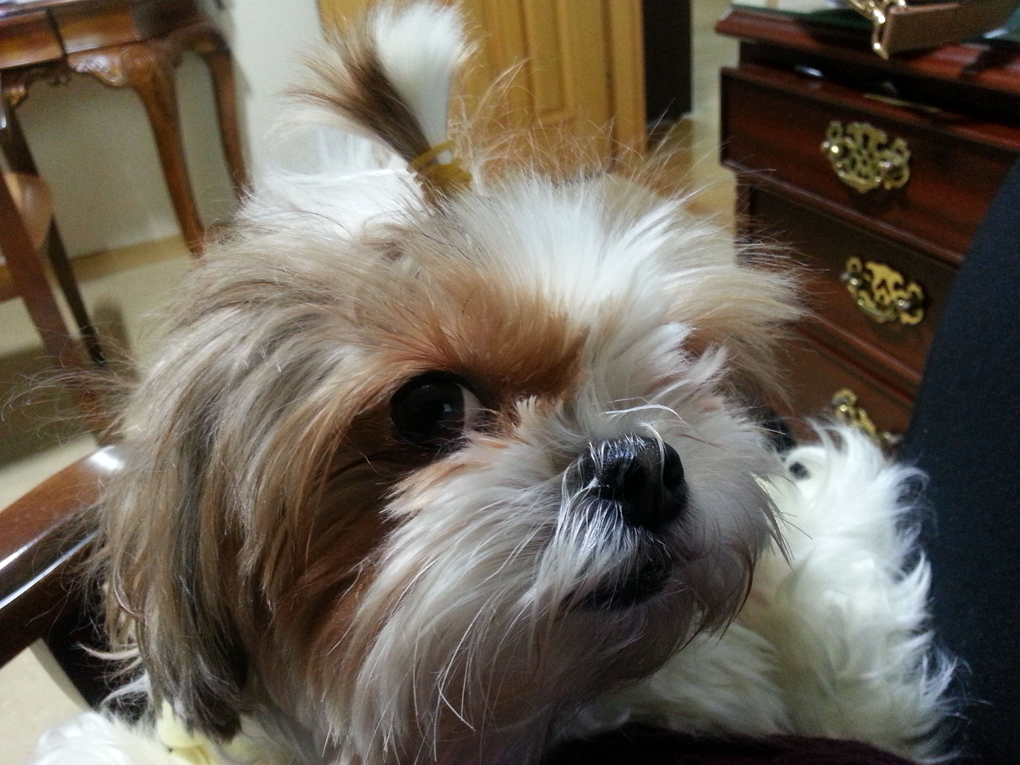 엔젤이 온지 어느덧 만 5년이 되어갑니다