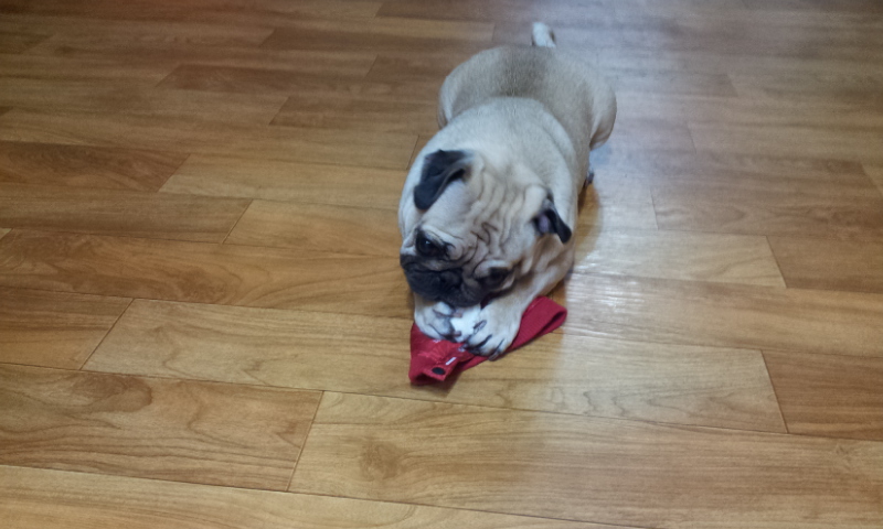 머리 부터 발 끝까지~사랑스러운 단심이(캔디)임양 후기 올려요