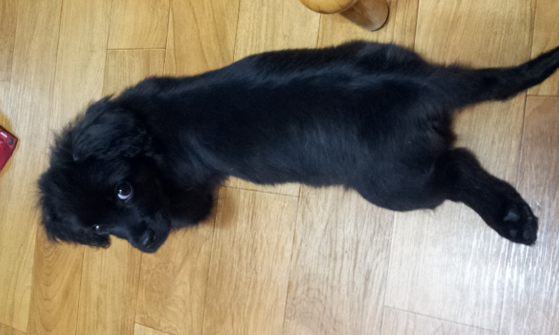 머리 부터 발 끝까지~사랑스러운 단심이(캔디)임양 후기 올려요